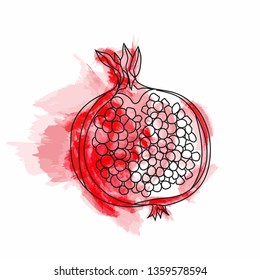 Pomegranate isolated. Red garnet vector illustration. Vector illustration of pomegranate fruit. Garnet vector.