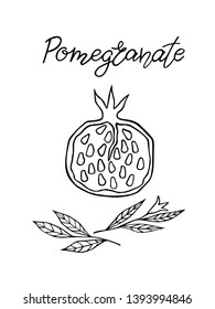 Pomegranate leaves and flower. Half of pomegranate, seeds. Handdrawn vector Illustration of fruit and lettering. 