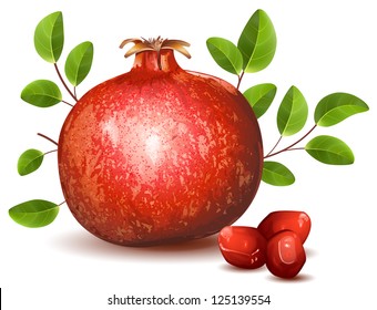 Pomegranate with leaves. vector illustration