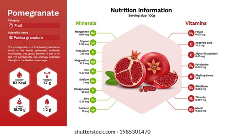 Pomegranato y sus propiedades nutricionales -Ilustración vectorial