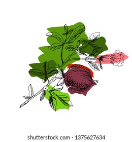 Pomegranate on branch. Hand drawn vector illustration.