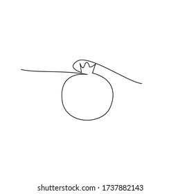 pomegranate on isolated background, one line art vector illustration. Design element.