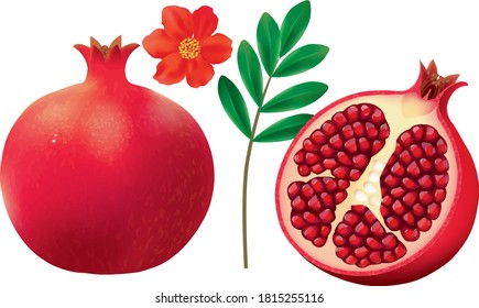 
Pomegranate on white background vector