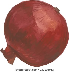 Pomegranate on white background. Vector illustration for your design. 
