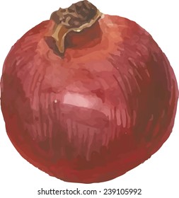 Pomegranate on white background. Vector illustration for your design. 