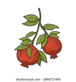 pomegranate plant tree sketch color engraving vector illustration. T-shirt apparel print design. Scratch board imitation. Black and white hand drawn image.