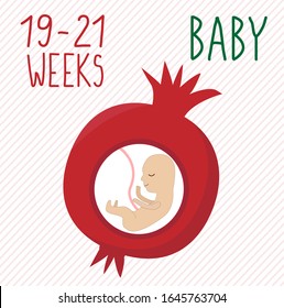 Pomegranate. pregnancy development, size of embryo for 19-21 weeks. compare with fruits. Human fetus inside the womb 6 months. Vector illustrations on striped background