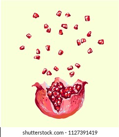 Pomegranate seed splash explosion , vector opened pomegranate illustration