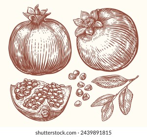 Dibujo de conjunto de granada. Ilustración de vector de fruta tropical dibujado a mano. Boceto de comida de granja