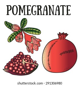 Pomegranate set: flower, fruit, bud and grain. Colorful vector botanical illustration.