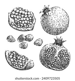 pomegranate set hand drawn. red fresh, cut seed, food juice pomegranate vector sketch. isolated black illustration