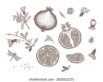 Pomegranate. A set of pomegranate inflorescences in the composition. Vector illustration. Use it as an additional education and in design materials.