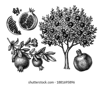 Как да разпознаем дървото по семена на плодове