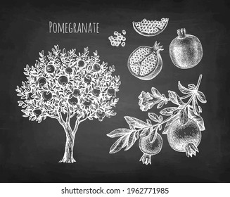 Pomegranate set. Tree, branch, fruits and seeds. Chalk sketches on blackboard background. Hand drawn vector illustration. Retro style.