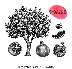 Pomegranate set. Tree, fruits and seeds. Ink sketch isolated on white background. Hand drawn vector illustration. Retro style.