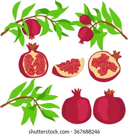 Pomegranate. Set. Vector illustration on a transparent background