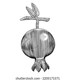 Pomegranate sketch engraving illustrations design
