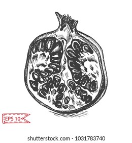 Pomegranate sketch hand drawn.