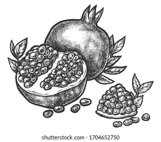 Pomegranate sketch, open split fruit with seeds and leaves, vector sketch pencil hatching. Hand drawn pomegranate in monochrome engraving, juice and dessert package design element