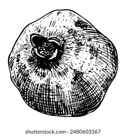 Pomegranate sketch. Ripe fruit. Healthy vitamin food. Farm product. Harvesting. Hand drawn vector line illustration.