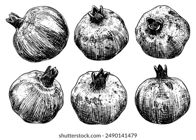 Pomegranate sketch. Ripe fruit. Healthy vitamin food. Farm product. Harvesting. Hand drawn vector line illustration. Set of elements.