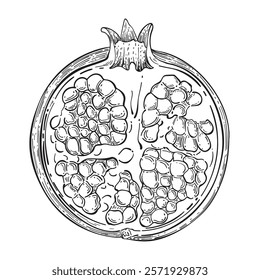 Pomegranate in sketch style. Vintage style. Hand drawn. Vector illustration. Great for poster design.