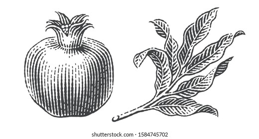 Pomegranate and pomegranate tree  branch. Hand drawn engraving style illustrations.