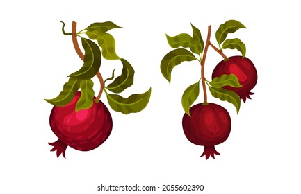 Pomegranate tree branches set. Twigs with green leaves and ripe juicy fruits vector illustration