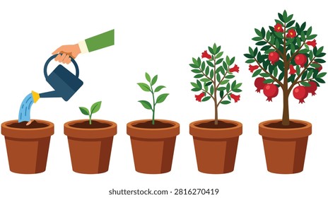 Pomegranate tree development stages illustration showing seeds sprouting to mature fruit bearing plant in clay pots with hand held watering can irrigation.