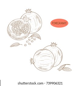 Pomegranate tree. Fruit. Sketch. Set. Monotonous. On a white background.