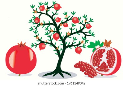 Pomegranate Tree And Fruits Vector Leaves And Seeds Flat Illustration