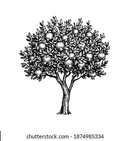 Pomegranate tree. Ink sketch isolated on white background. Hand drawn vector illustration. Retro style.