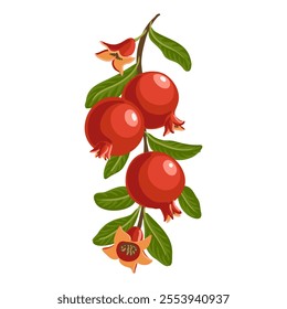 pomegranate, vector drawing garden tree branches with fruits, flowers and green leaves isolated at white background, hand drawn illustration