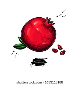 Pomegranate vector drawing. Hand drawn tropical fruit illustration. Whole object with seeds. Botanical vintage sketch for label, juice packaging design, menu