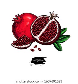 Pomegranate vector drawing. Hand drawn tropical fruit illustration. Whole and sliced objects with leaves and seeds. Botanical vintage sketch for label, juice packaging design, menu