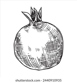 Granatapfel, Vektorzeichnung im Skizzenstil. Handzeichnung, Gravur