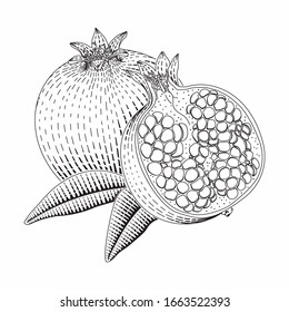 Dibujo de estilo grabado vectorial granado para afiches, decoración e impresión. Dibujo a mano de fruta de la pasión en colorido (monocromo). Dibujo detallado de linchas de comida vegetariana.