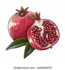 Pomegranate vector engraved style illustration for posters, decoration and print. Hand drawn etching sketch of passion fruit in colorful. Vegetarian food linocut drawing. Scratch board imitation.