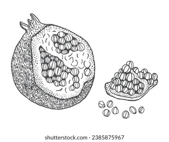 Pomegranate vector hand drawn black and white illustration isolated