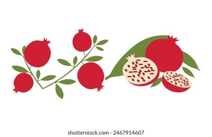 Pomegranate Vector And Illustration Collection. 