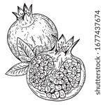 Pomegranate vector illustration. Hand drawn food engraved style illustration. Detailed  sketch. Great for label, poster, print, menu