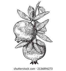 Pomegranate. Vector illustration in hand drawn style.