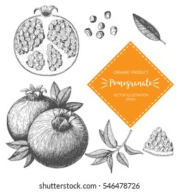 Pomegranate vector illustration. Hand-drawn design element. A fruit drawn in vintage style