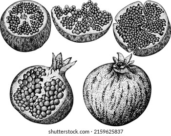 Ilustración vectorial granada sobre fondo blanco. Dibujo vegetariano. Fruto de grano maderable con semillas 