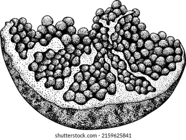 Pomegranate vector illustration on white background. Vegetarian food drawing. Ripe garnet fruit with seeds 