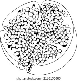 Ilustración vectorial granada sobre fondo blanco. Coloriendo páginas. Dibujo vegetariano. Fruto de grano maderable con semillas 