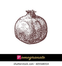 Pomegranate vector illustration in vintage style. Pomegranate isolated on white background. Design for eco food, nature products, pharmacy cosmetics, body care product, sign cards, packaging.