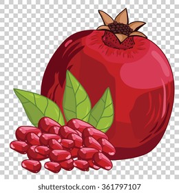 Pomegranate vector isolated on transparent background