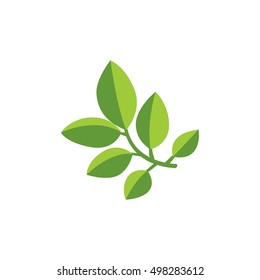 Pomegranate vector leaf 