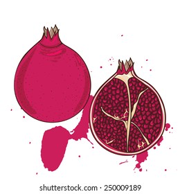 Pomegranate vector sketch.